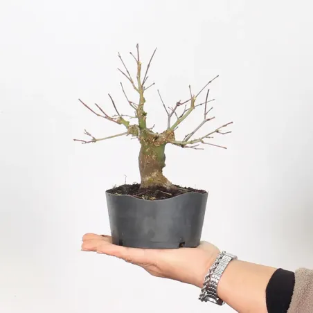 ACER PALMATUM SHOHIN 2-21