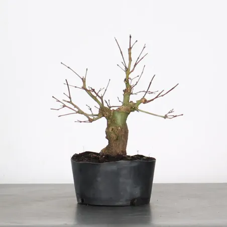 image supplémentaire - ÉRABLE DU JAPON "ACER...