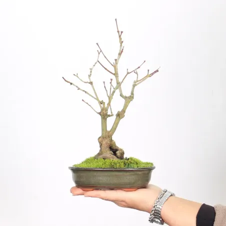 Palmatum Shohin Maple Bonsai APS-2-19
