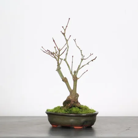 image supplémentaire - ACER PALMATUM SHOHIN 2-19