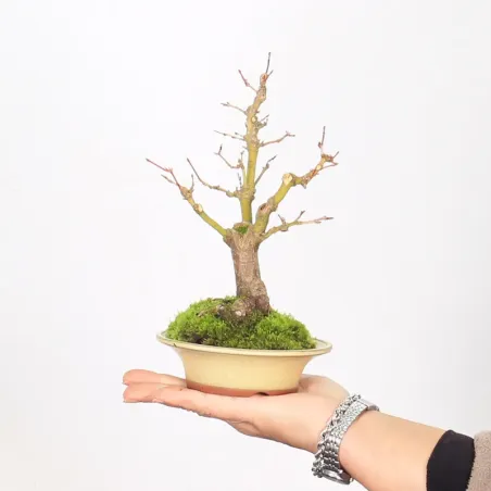 Bonsai Erable Palmatum Shohin APS-2-20
