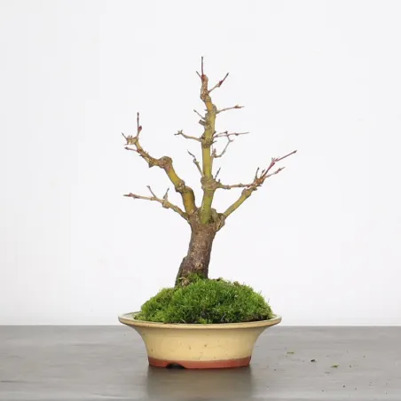 image supplémentaire - ACER PALMATUM SHOHIN 2-20