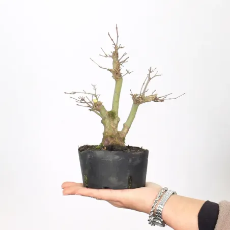 Bonsai Erable Palmatum Shohin APS-2-23