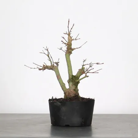 image supplémentaire - ACER PALMATUM SHOHIN 2-23