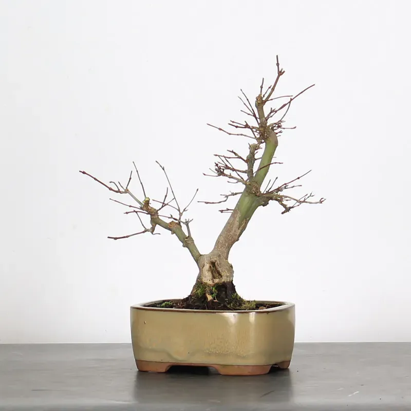 image supplémentaire - ÉRABLE DU JAPON "ACER...