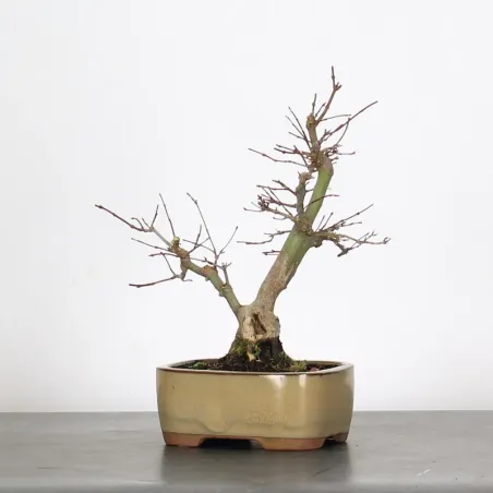 image supplémentaire - ACER PALMATUM SHOHIN 2-27