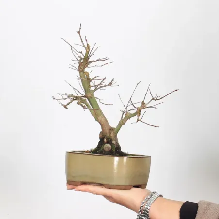 Bonsai Erable Palmatum APS-2-27