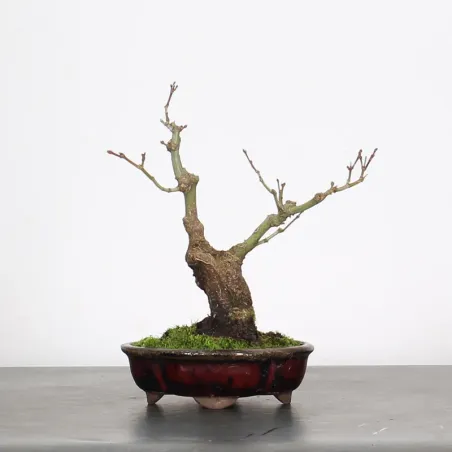 image supplémentaire - Érable du japon "ACER...