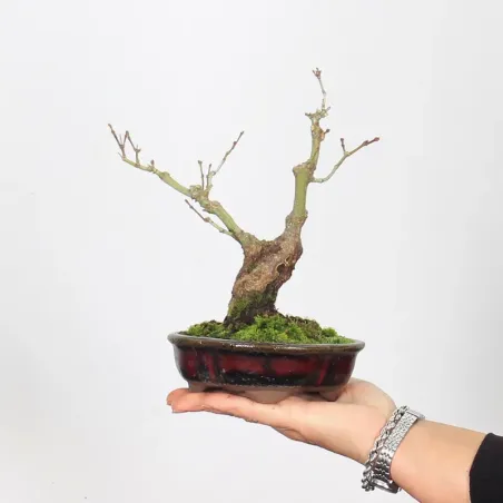 Bonsai Erable Palmatum APS-3-1