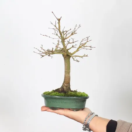 Bonsai Erable Palmatum Shohin APS-3-2