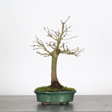 image supplémentaire - ACER PALMATUM SHOHIN 3-2