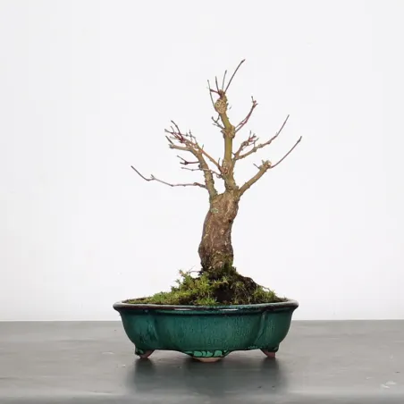 image supplémentaire - ACER PALMATUM SHOHIN 3-5