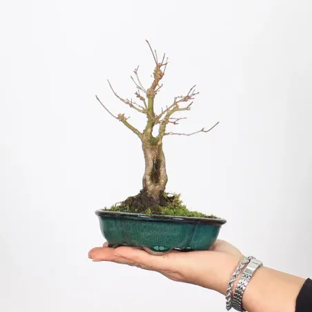 Bonsai Erable Palmatum Shohin APS-3-5