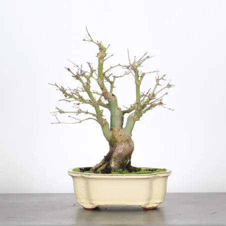 Bonsai Erable Palmatum Shohin APS-4-1