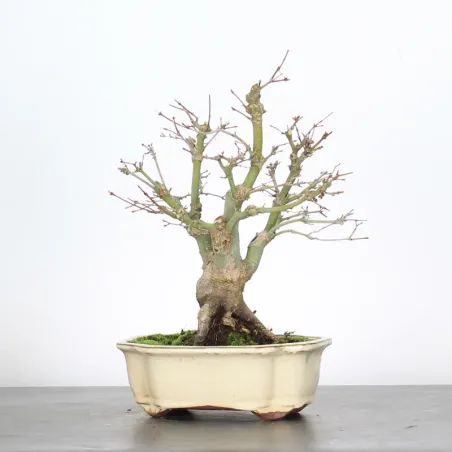 image supplémentaire - ACER PALMATUM SHOHIN 4-1