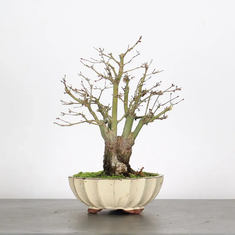 ACER PALMATUM SHOHIN 4-13