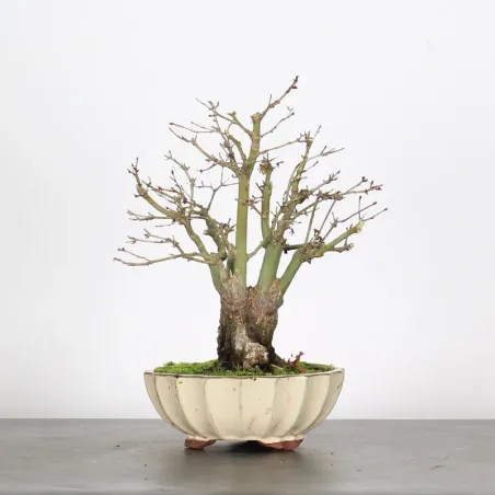 ÉRABLE DU JAPON "ACER PALMATUM SHOHIN" 4-13