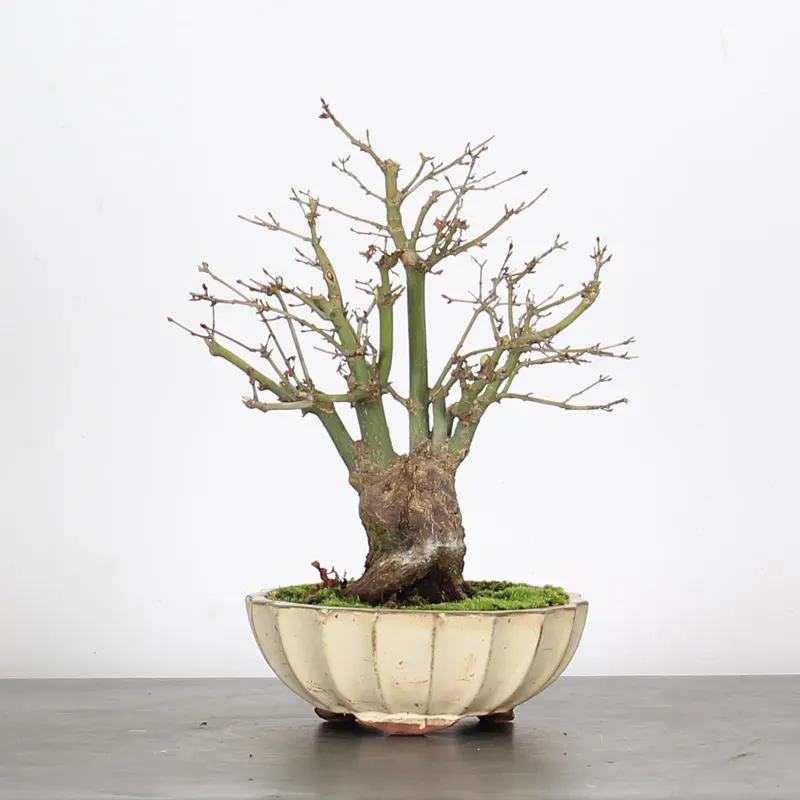 image supplémentaire - ÉRABLE DU JAPON "ACER...