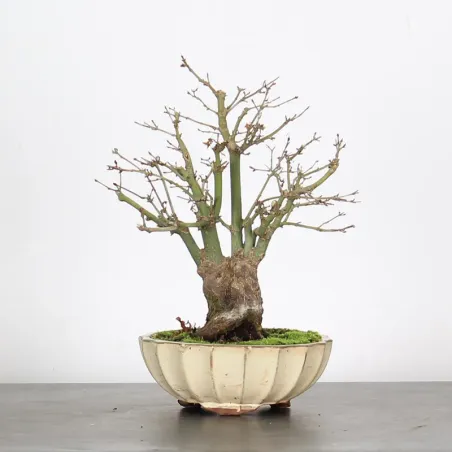 image supplémentaire - ACER PALMATUM SHOHIN 4-13