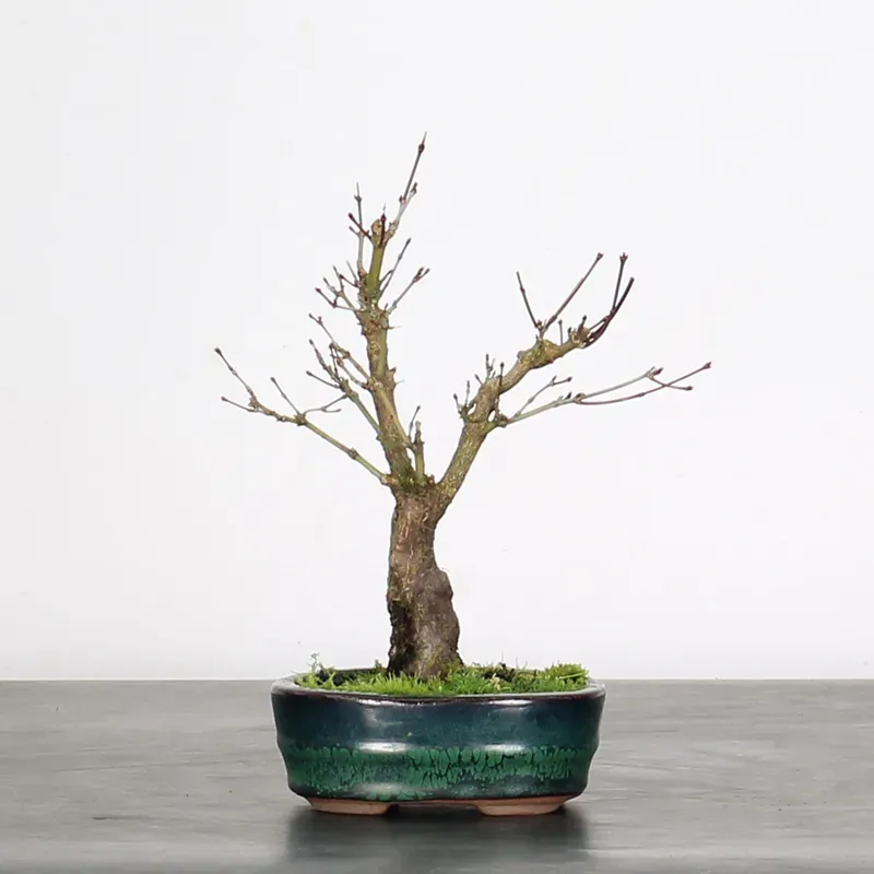 image supplémentaire - ÉRABLE DU JAPON "ACER...