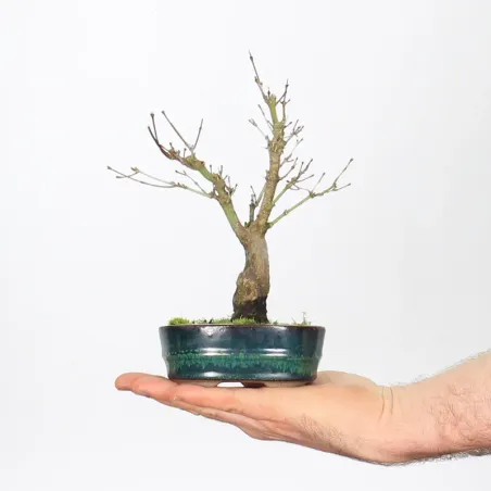 Bonsai Acer Palmatum Shohin APS-1-1