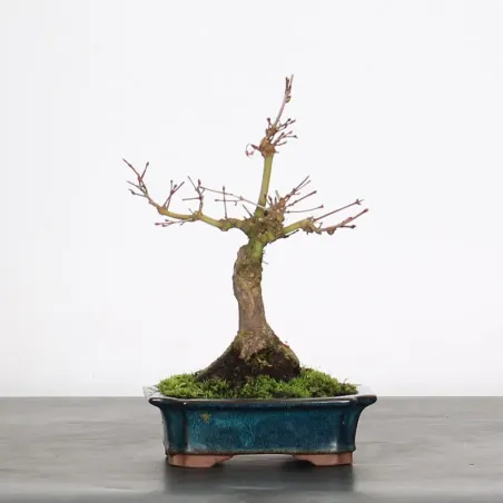 Bonsai Erable Palmatum APS-1-3