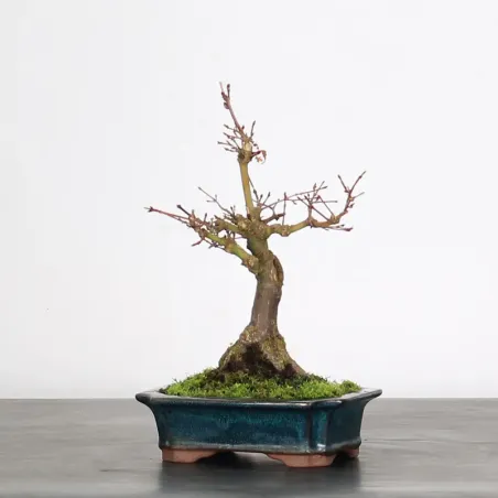 image supplémentaire - ACER PALMATUM SHOHIN 1-3