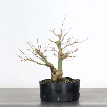 image supplémentaire - ACER PALMATUM SHOHIN 1-6