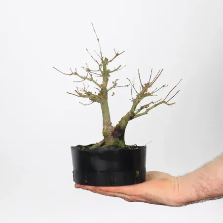 Bonsai Erable Palmatum Shohin APS-1-6