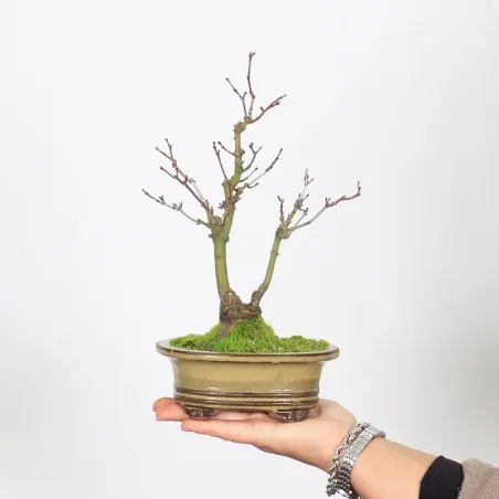 Bonsai Erable Palmatum APS-3-6