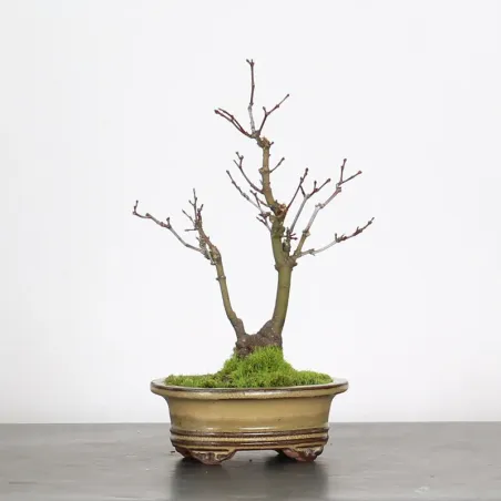 image supplémentaire - ACER PALMATUM SHOHIN 3-6