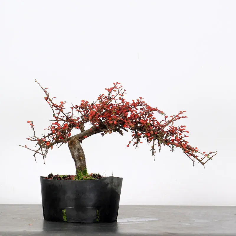 Bonsai Cotoneaster