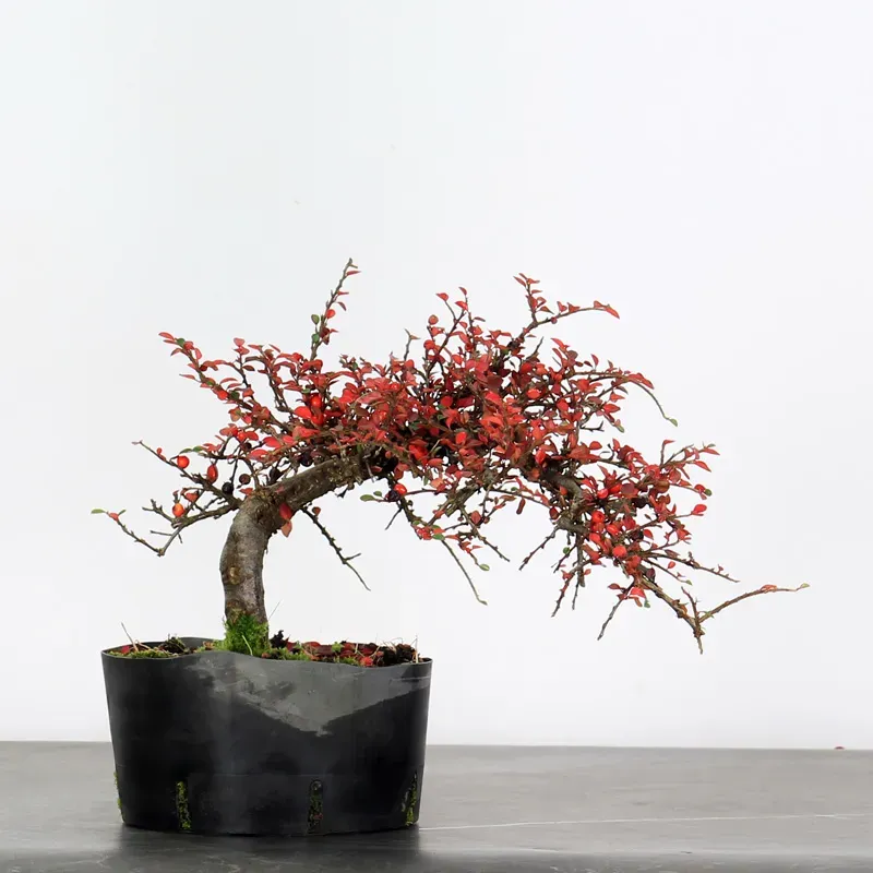 image supplémentaire - COTONEASTER "HORIZONTALIS" 1-1