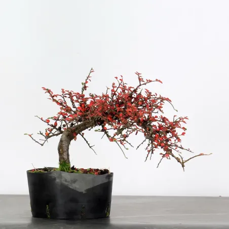 image supplémentaire - COTONEASTER "HORIZONTALIS" 1-1