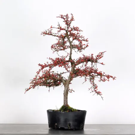 Bonsai Cotoneaster