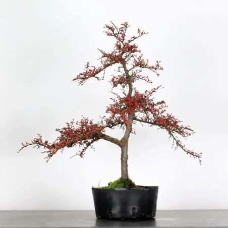 image supplémentaire - COTONÉASTER "HORIZONTALIS" 1-5