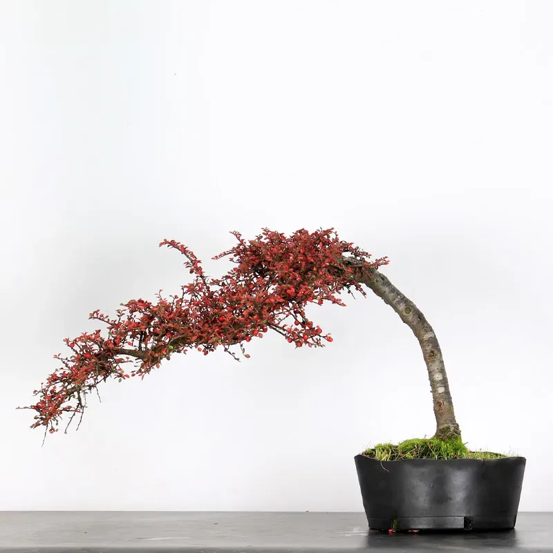 Bonsai Cotoneaster
