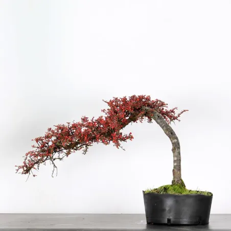 image supplémentaire - Cotonéaster "horizontalis" 1-8