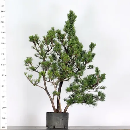 PREBONSAI PIN À CROCHETS "PINUS UNCINATA" n°1