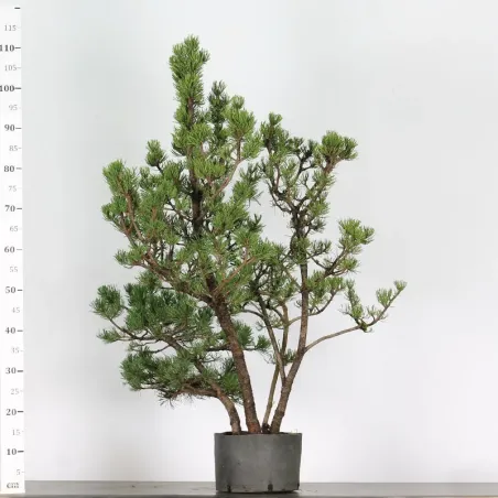 image supplémentaire - PREBONSAI "PINUS UNCINATA" n°1