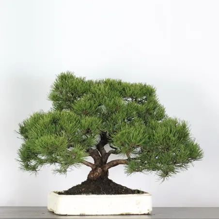 image supplémentaire - PREBONSAI "PINUS MUGO" n°3