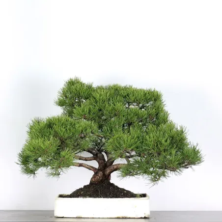PREBONSAI PIN MUGO n°3