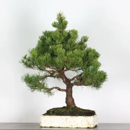 Prebonsai pin mugo n°10