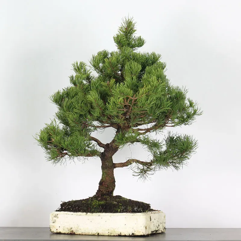 image supplémentaire - Prebonsai "pinus mugo" n°10