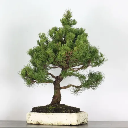 image supplémentaire - Prebonsai "pinus mugo" n°10