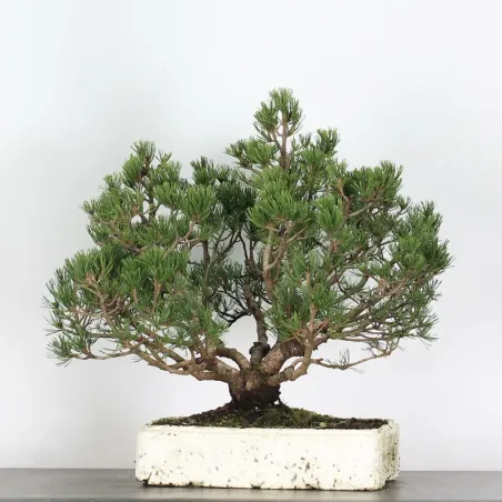 PREBONSAI "PINUS MUGO"  n°11