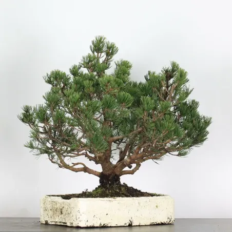 image supplémentaire - PREBONSAI "PINUS MUGO"  n°11