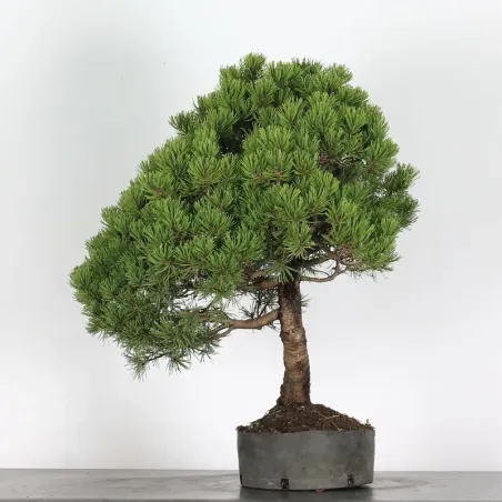 image supplémentaire - PREBONSAI "PINUS MUGO" n°12