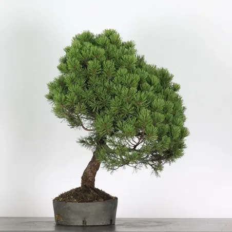 PREBONSAI "PINUS MUGO" n°12