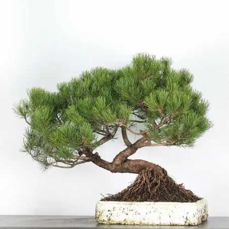PREBONSAI "PINUS MUGO" n°13